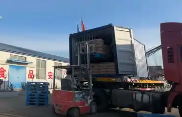 Qinhuangdao Tongyou Potato Industry wysyła 10 kontenerów ze skrobią ze słodkich ziemniaków do Korei Południowej